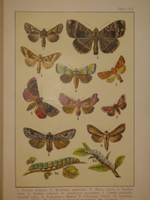 "Бабочки Европы. Описание наиболее известных видов и руководство к собиранию и определению бабочек и их гусениц". 1904г.