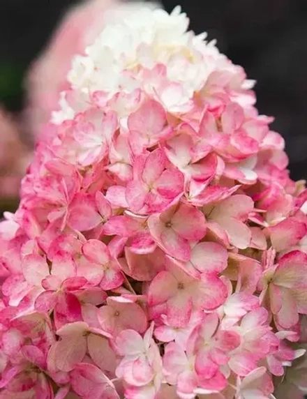 Гортензия метельчатая Распберри Пинк (Raspberry Pink)