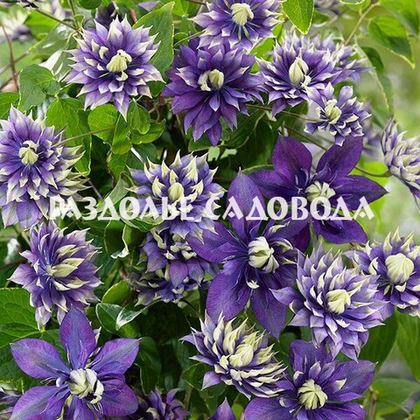 Клематис крупноцветковый Тайга