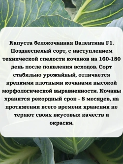 Семена капуста набор для хранения и квашения 3 шт(В,Т,И)