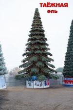 Светодинамическая елка ствольная - встроенная гирлянда: Теплый свет - "Таежная" от 11 до 21 м