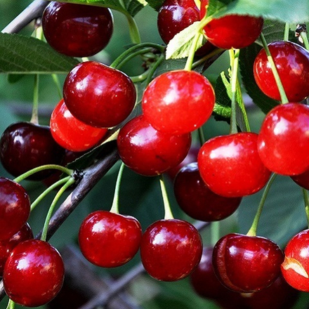 Вишня раннеспелая Десертная Морозовой