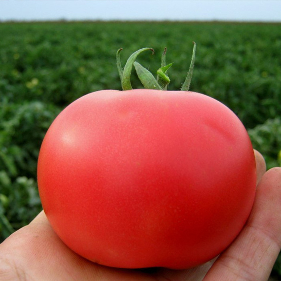 Пинк Буш F1 семена томата детерминантного (Sakata / Саката) культура – фото 2