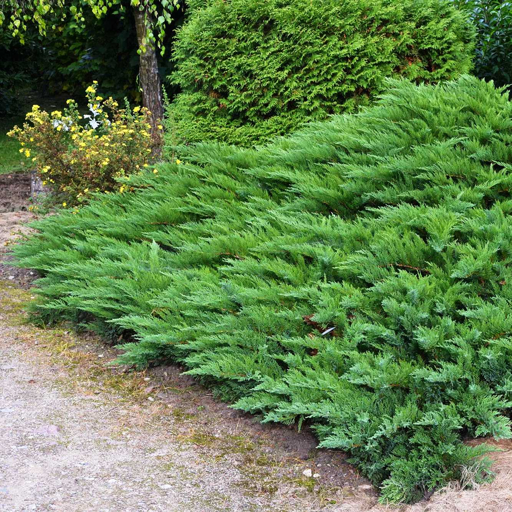Можжевельник казацкий Tamariscifolia