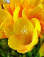 Фрезия Махровая желтая (10 шт) Волжский Сад