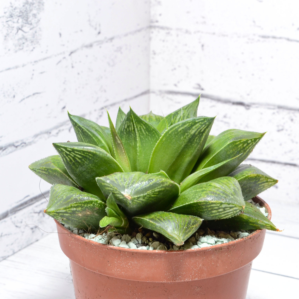Haworthia Mirabilis hybrid (Хавортия)