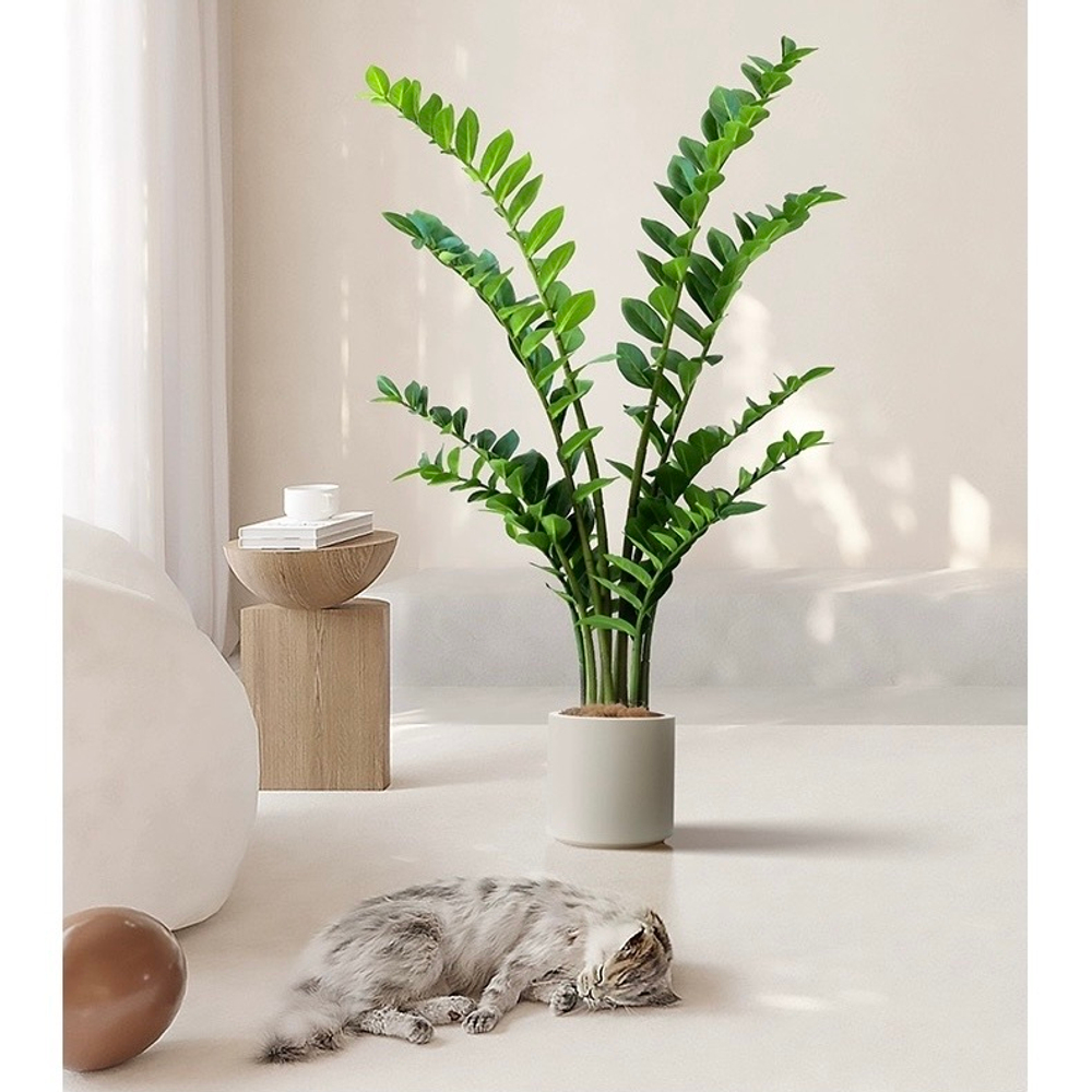 Замиокулькас 130 см