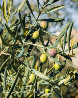 Оливковое масло Critida Sitia 02, ст/б, Греция