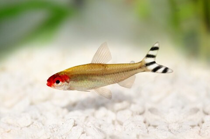 Тетра красноносая (Родостомус)