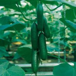 НАЙЛ F1 семена огурца (Enza Zaden | Alexagro)