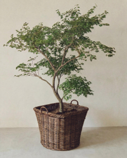 Zara Home Корзина из ротанга, цвет коричневый, 46 см