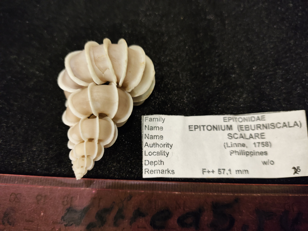 Эпитониум Скаляр