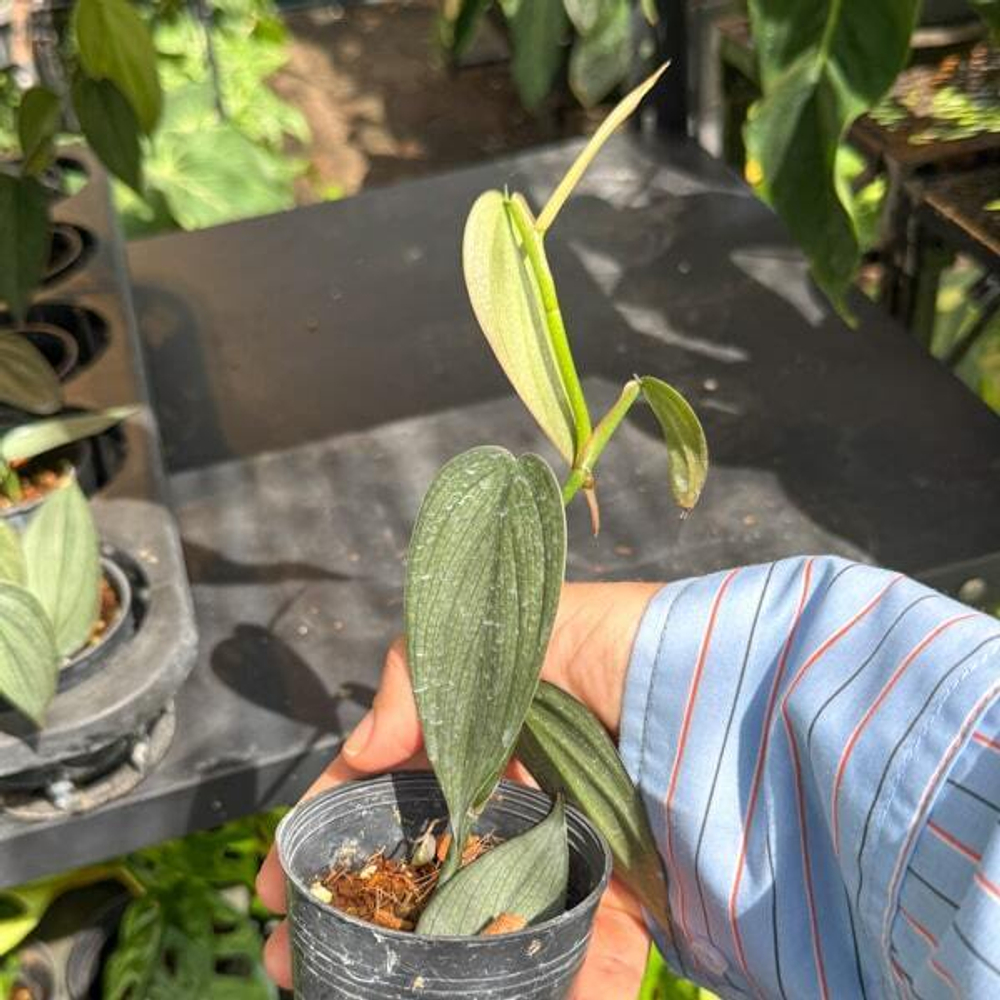 Филодендрон BURLE MARX FANTASY