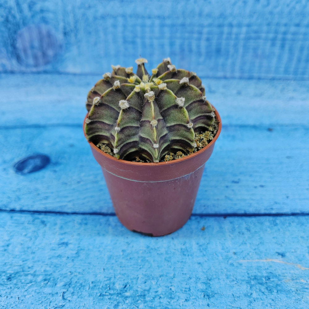 Gymnocalycium Friedrichii (Гимнокалициум)