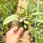 Орхидея DENDROBIUM LINDLEYI