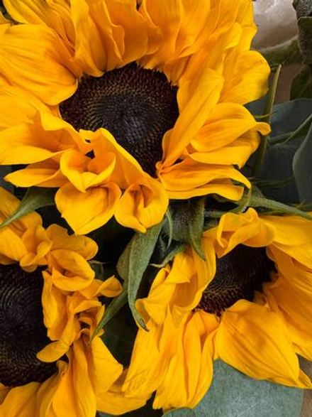 Монобукет из 9 подсолнухов с веточками эвкалипта