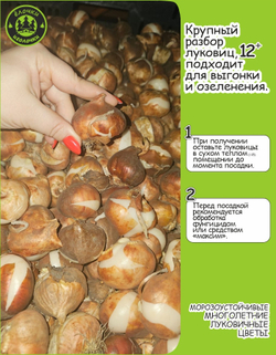 Тюльпан Луковица, Хэппи Дженерейшн, 6 шт