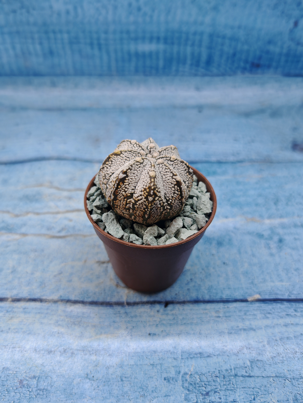 Astrophytum Asterias "Super Kabuto" (Астрофитум)