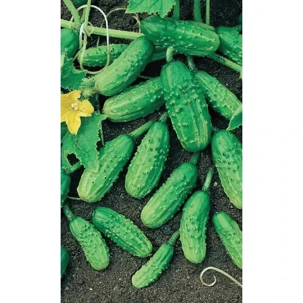 Семена Огурец Монастырский (УД) Е/П