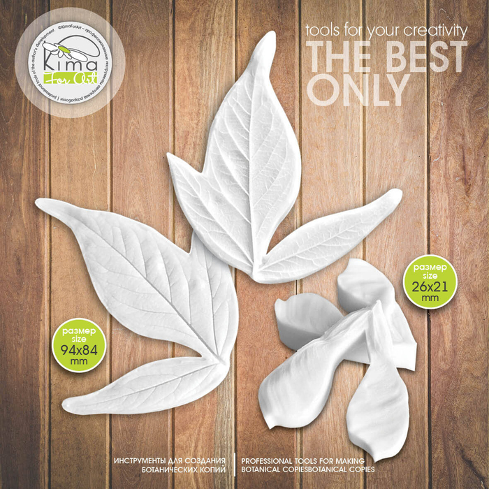 Клен обыкновенный