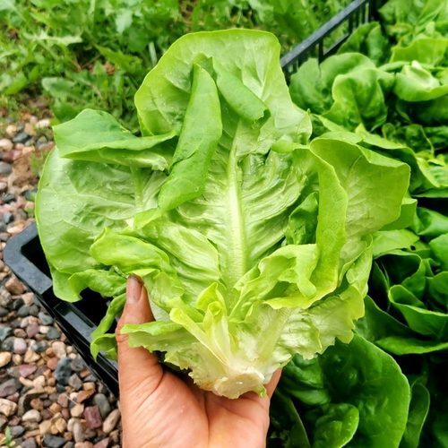 Салат Ромэн Литл Джем - Little Gem Romaine Lettuce