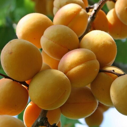 Абрикос ЖИГУЛЁВСКИЙ СУВЕНИР