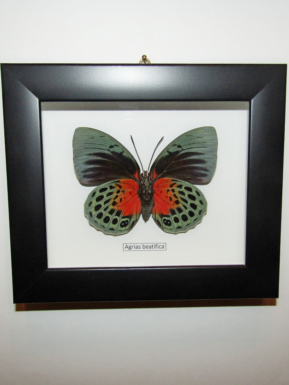 Бабочка Agrias beatifica в рамке