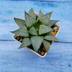 Haworthia Comptoniana Hybride hybrid (Хавортия)
