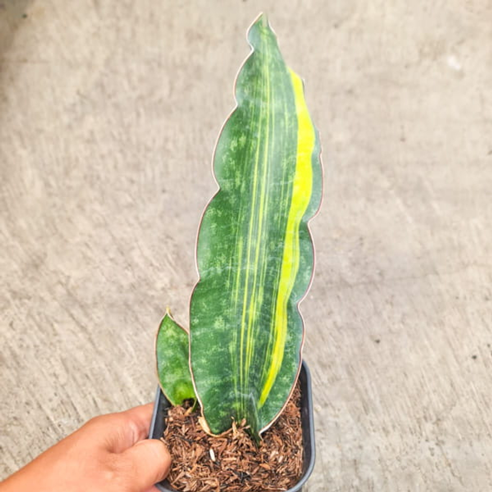 Сансевиерия DOUGLAS VAR s.S