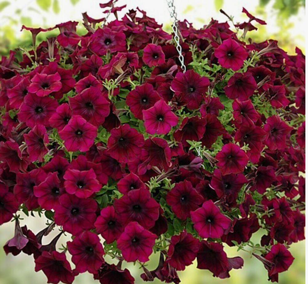 Петуния Изи вейв бургунди велюр конец МАРТа Рассада ОКС