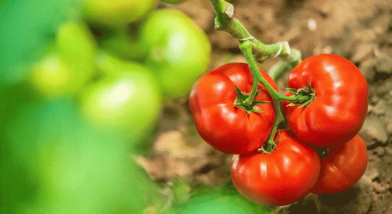 Биг Биф F1 семена томата индетерминантного продукт – фото 6