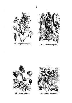 Illustrations of the British flora, drawn by W.H. Fitch and W.G. Smith | Walter Hood Fitch