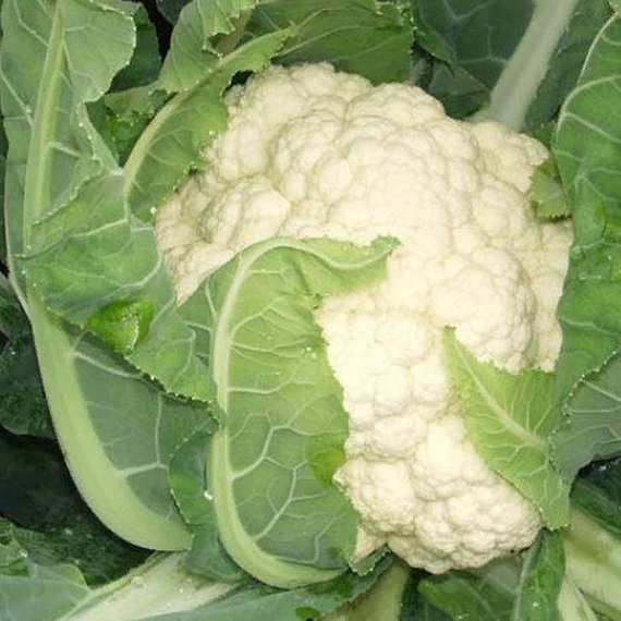 Америго F1 семена капусты цветной (Syngenta / ALEXAGRO) продукт – фото 4