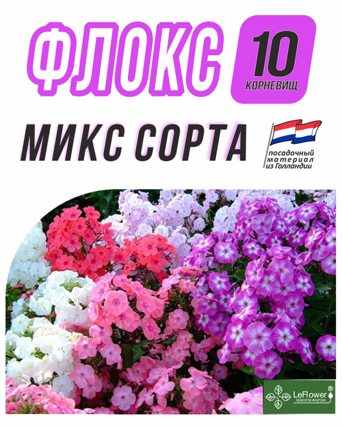 Флоксы Корневище, Микс сортов, 10шт