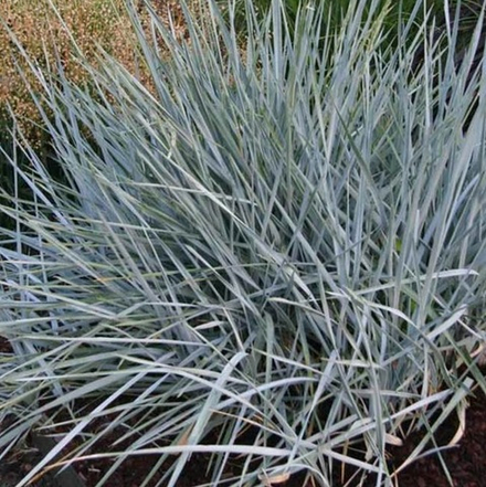 Колосняк песчаный "Blue Dune" (Элимус). Elymus arenarius "Blue Dune".