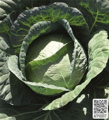 Каптур F1 семена капусты белокочанной (Bejo / Бейо)