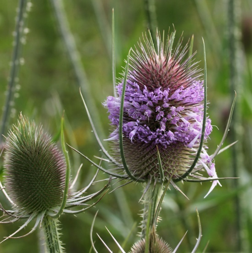 Ворсянка. Dipsácus fullonum.