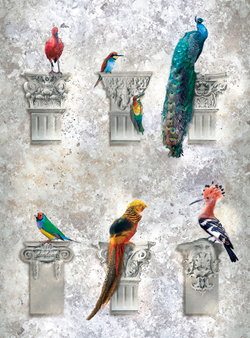 Коллекция Птицы