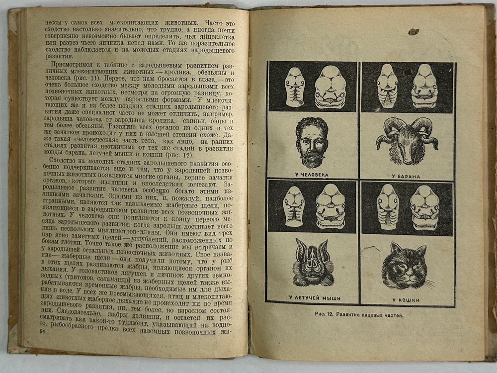 Быховский А. Расы и происхождение человека. Москва. Молодая гвардия, 1934 г.