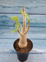 Adenium Baobab (Адениум)