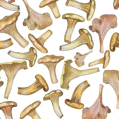 лисички грибы