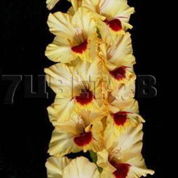 Гладиолус крупноцветковый Контраст