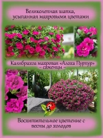 Калибрахоа Алоха Пурпур