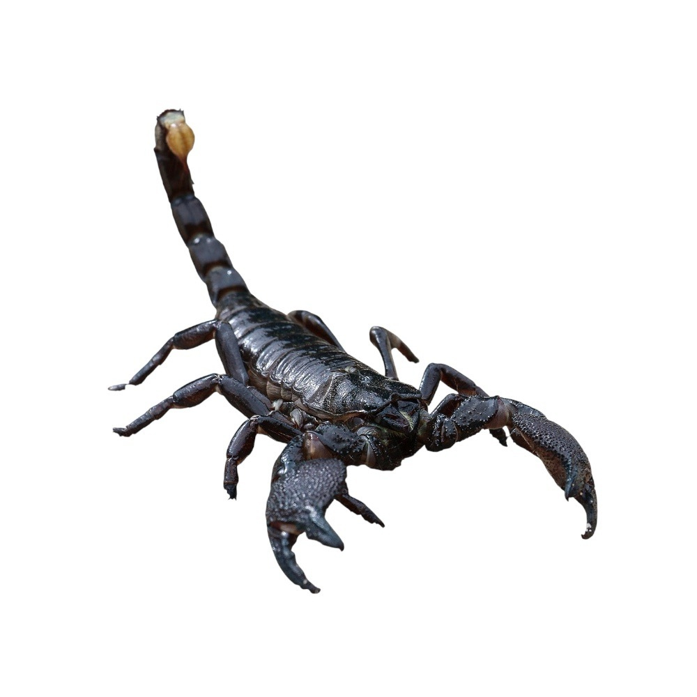 Скорпион Heterometrus spinifer (Азиатский лесной скорпион)