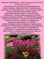 Армерия Рубрифолия приморская с тёмной листвой многолетник