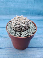 Astrophytum Asterias "Super Kabuto" (Астрофитум)