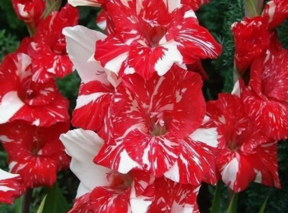 Гладиолус крупноцветковый Зизани луковица март 2026