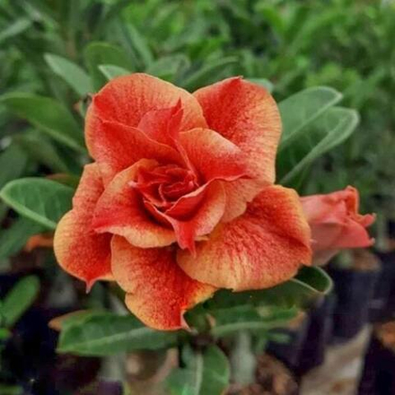 Адениум ORANJE