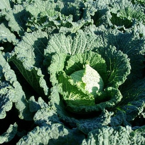 Мадлен F1 семена капусты савойской (Rijk Zwaan / Райк Цваан) в поле – фото 5