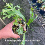 Леканоптерис L.SINUOSA MUT (H83)